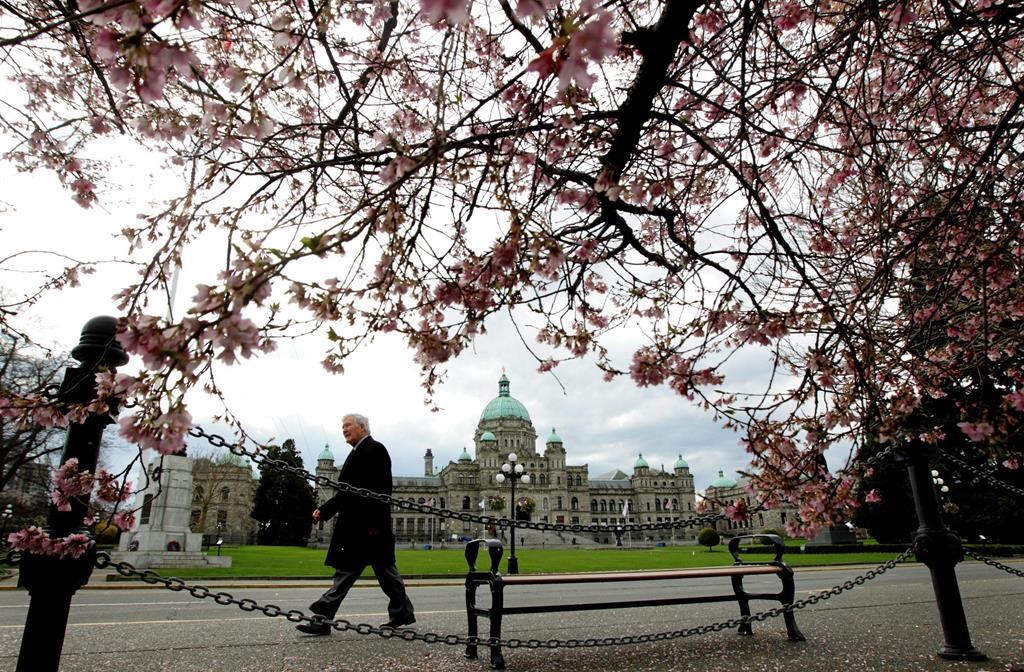 The B.C. legislature is framed by cherry blossoms in Victoria, B.C.