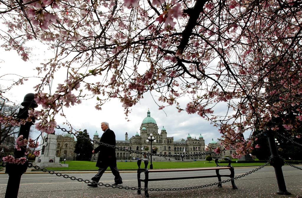 The B.C. legislature is framed by cherry blossoms as a pedestrian passes by in Victoria , B.C., on March 2, 2010. Victoria's trademark cherry blossoms may be lost in a few years as the city goes ahead with a plan to replace aging non-native trees with native species. On Thursday the city council approved an increase of $868,000 in its Urban Tree Management Plan, which Coun. Geoff Young says could result in a loss of a number of flower-bearing trees in the city.