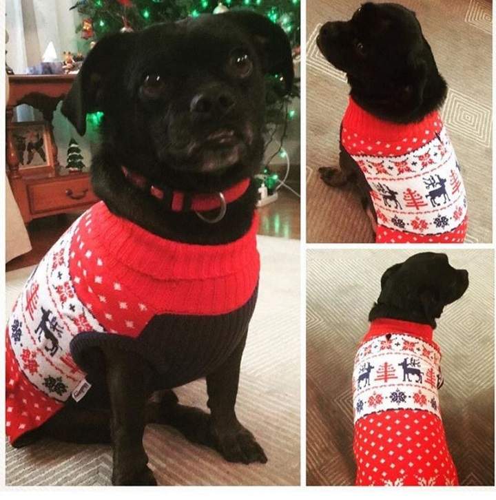 Chico was allegedly stolen in midtown Toronto on Sunday.