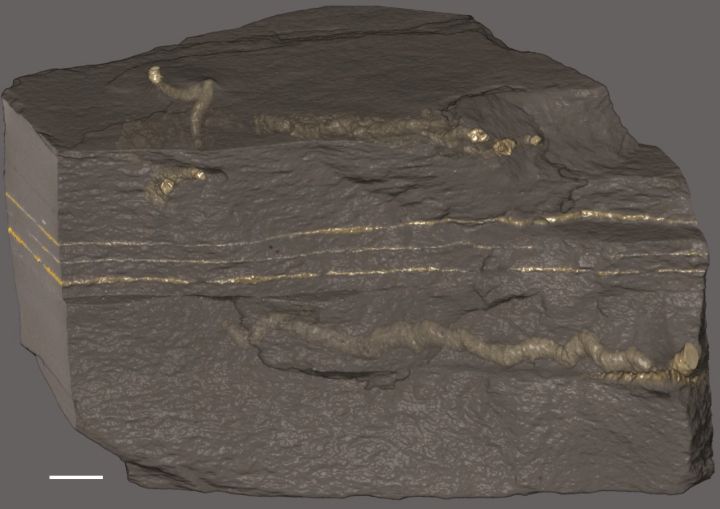 A closer look at some unimaginably ancient fossils suggests complex life may have evolved vastly earlier than thought. In a paper published today, a team of researchers say they've found evidence that tiny, slug-like beings, shown encased in a rock in a handout photo, were squirming around in the mud of shallow seas about 2.1 billion years ago.