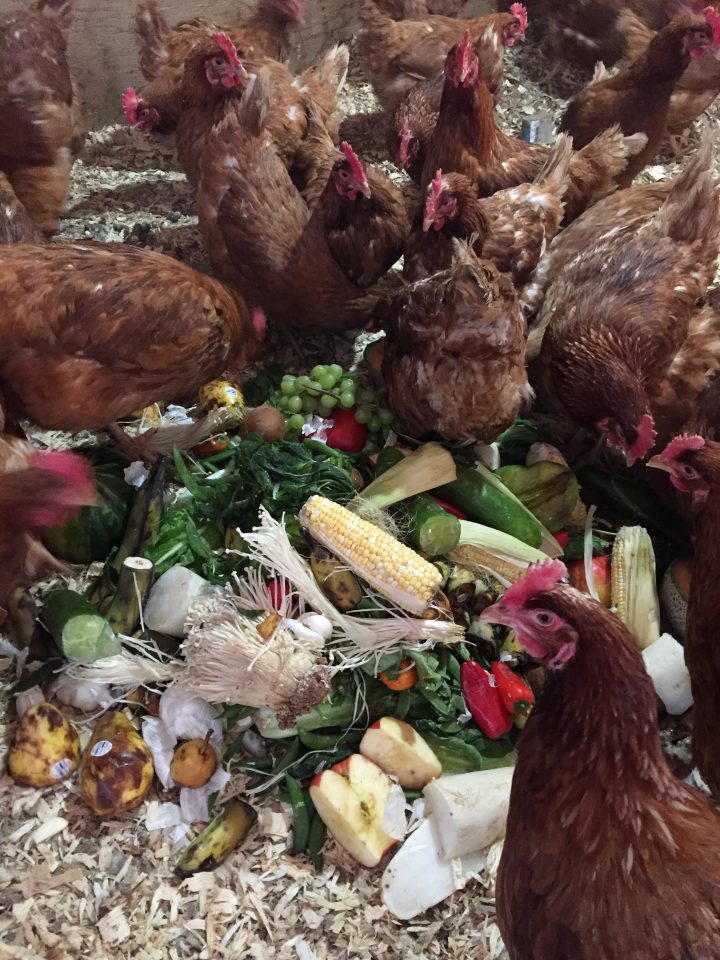The Smith family use the produce to feed chickens on their farm.