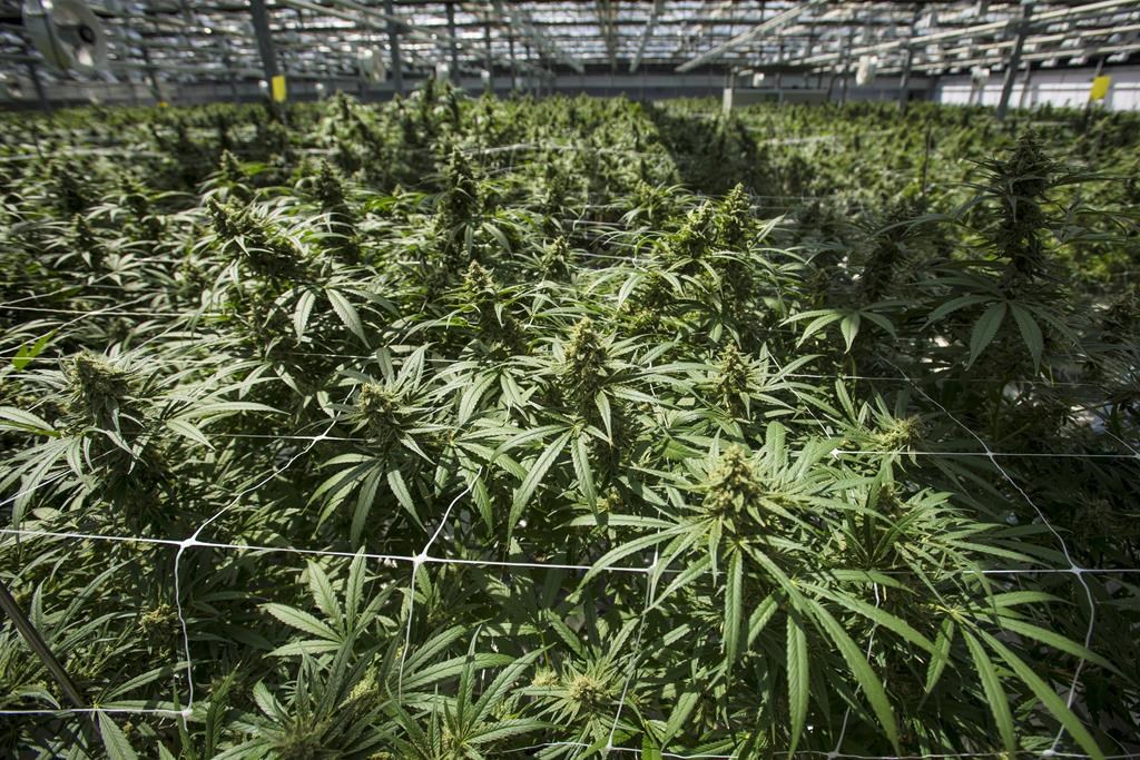 Mature cannabis plants are shown in Fenwick, Ont., on Tuesday, June 26, 2018. Weekend Unlimited Inc. is the winner of the lottery for the POT stock trading symbol.