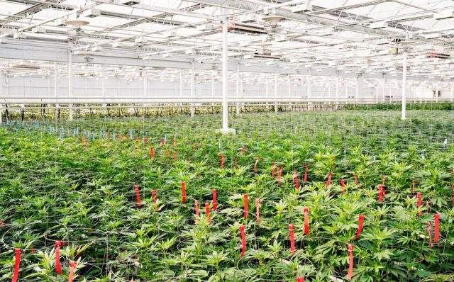 An application for a legal cannabis retail store in Dundas is the latest to be confirmed by the Alcohol and Gaming Commission of Ontario.