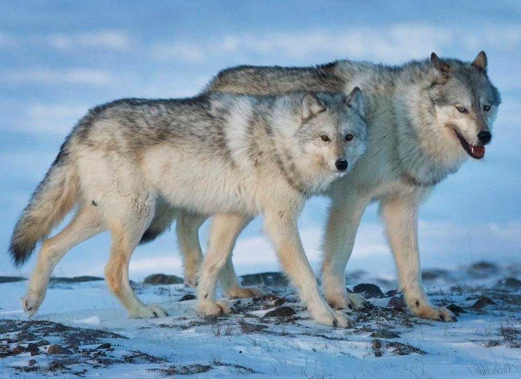 A female wolf, left, and male wolf roam the tundra near The Meadowbank Gold Mine located in the Nunavut Territory of Canada on Wednesday, March 25, 2009. Ottawa is taking extra steps to find out if Canadians are still OK with killing wildlife in what one scientist calls "one of the worst ways to die on earth." Health Canada's Pest Management Review Agency has extended public consultations into whether it should consider cruelty before licencing poisons used to control large predators such as wolves. THE CANADIAN PRESS/Nathan Denette.