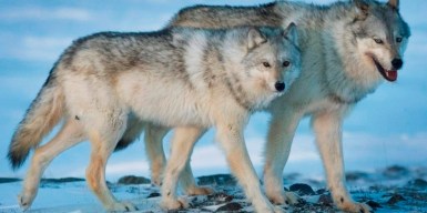 Alberta's use of poison as wolf control criticized, feds asked to review