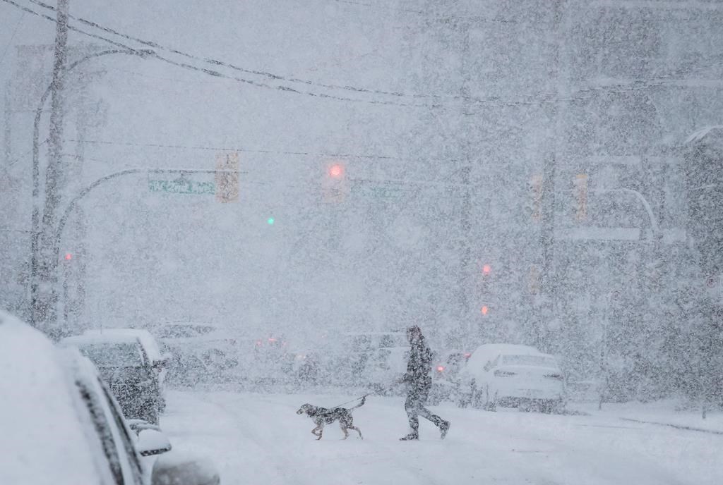 A person walks a dog as heavy snow falls in Vancouver, on February 10, 2019. THE CANADIAN PRESS/Darryl Dyck.