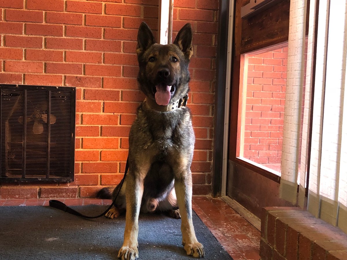 Halifax Regional Police service dog Jynx poses for a photo.