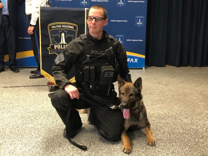 Meet Halifax’s newest police dogs: Sully and Jinx - Halifax | Globalnews.ca