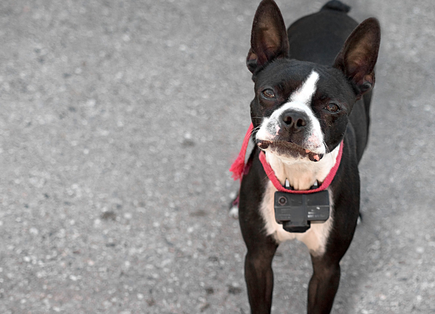 shock collar for fence aggression