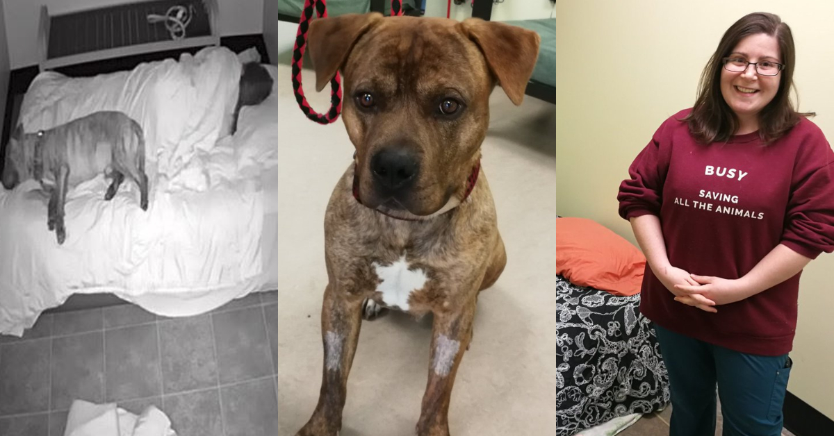 Shanda Antle decided to have a little sleepover at a Dartmouth animal shelter to keep the animals company during a storm.