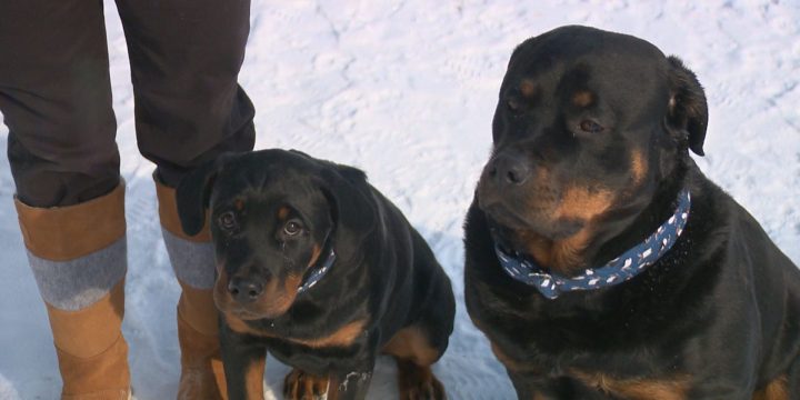 Traci Geremia’s Rottweilers.
