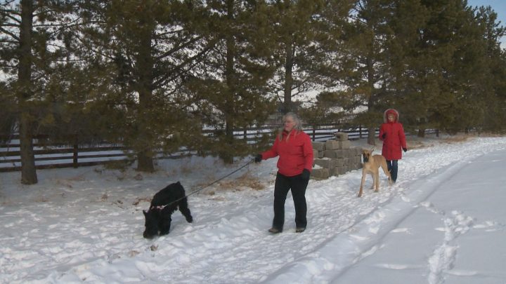 Calgary dog breeders Donna Lachance and Peggy Mignon take their dogs for a walk on Monday.