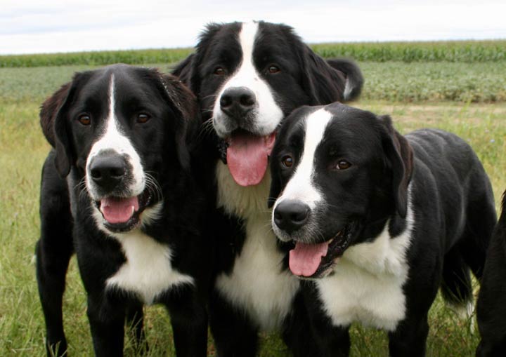 Sarah Donkers said their team has seen immediate improvements in children’s walking patterns by using the Labernese, a mix between a Labrador retriever and a Bernese mountain dog.