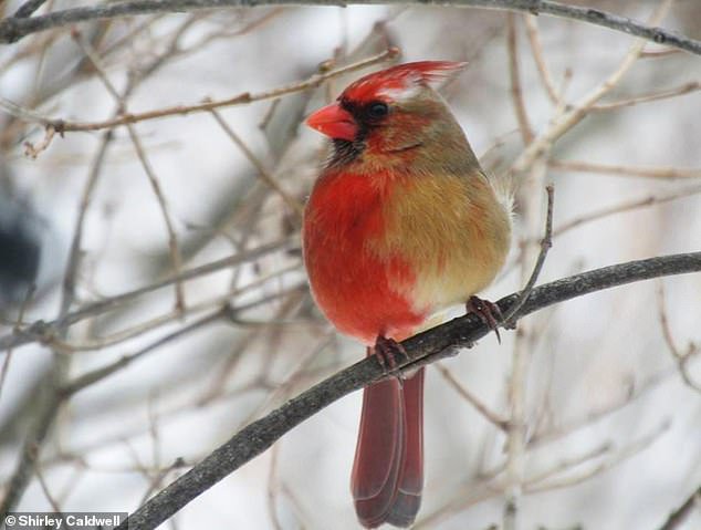 A half-male, half-female cardinal was spotted in Pennsylvania.
