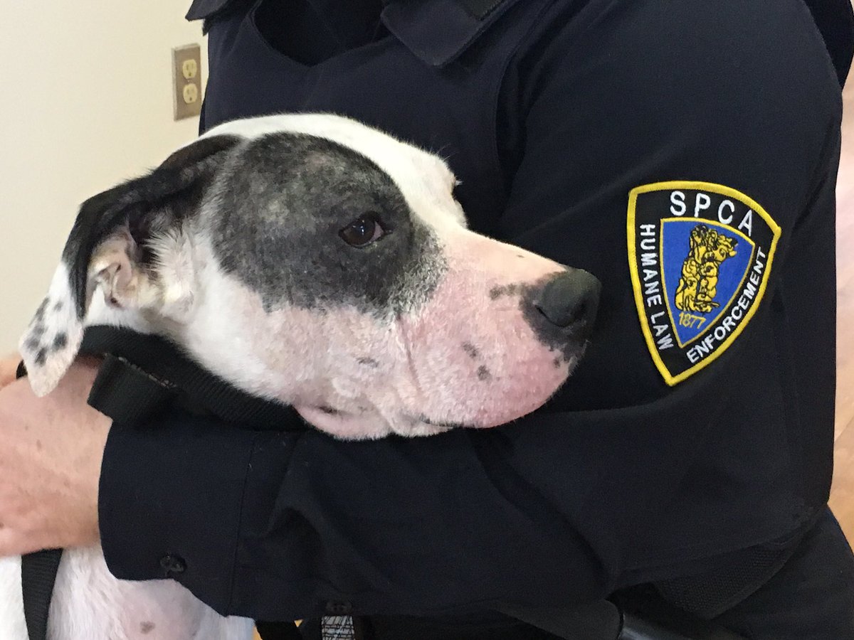This dog was seized by the Nova Scotia SPCA on Feb. 7 after it was found to be in distress.