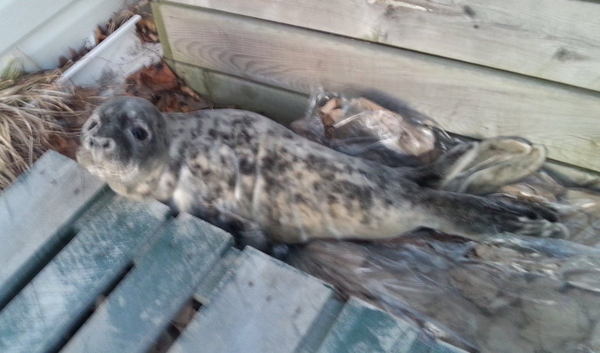 The RCMP tweeted this photo of a sad-eyed seal, saying it was found on Sunday.