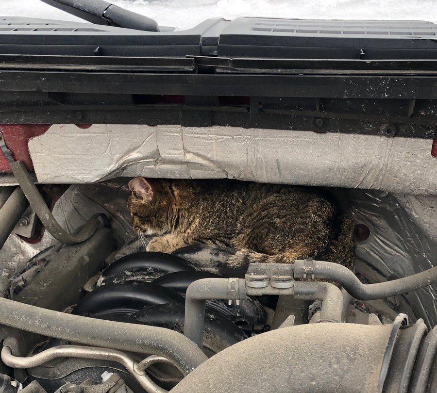 The City of Ottawa's bylaw department says this cat hitched a ride across town on Thursday morning crouched on top of the car's engine, unbeknownst to the driver.