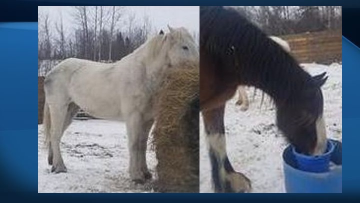 Concerns are being raised about the City of Edmonton's process for rehoming horses after these two Fort Edmonton Park horses were recently taken to an auction in Tofield, Alta.