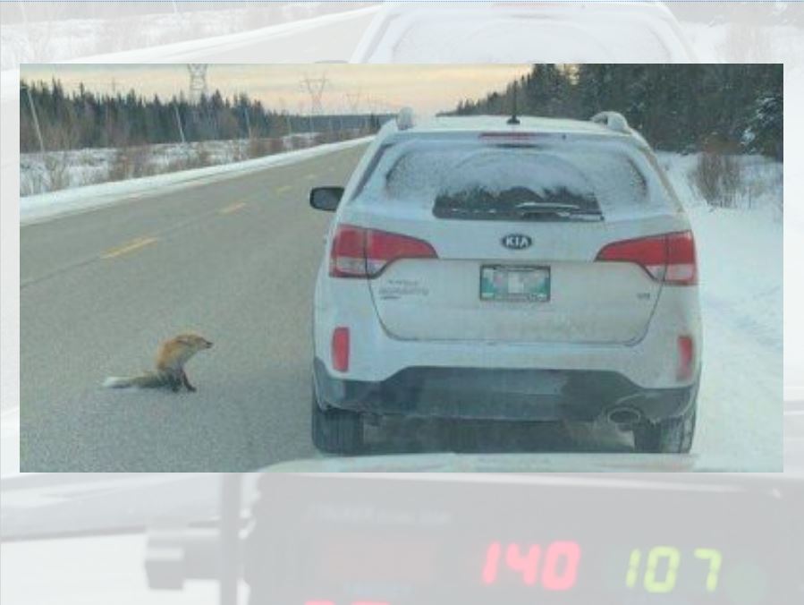 RCMP south of Ponton, and a local fox, caught up with a speeder on Hwy. 6 Tuesday. 