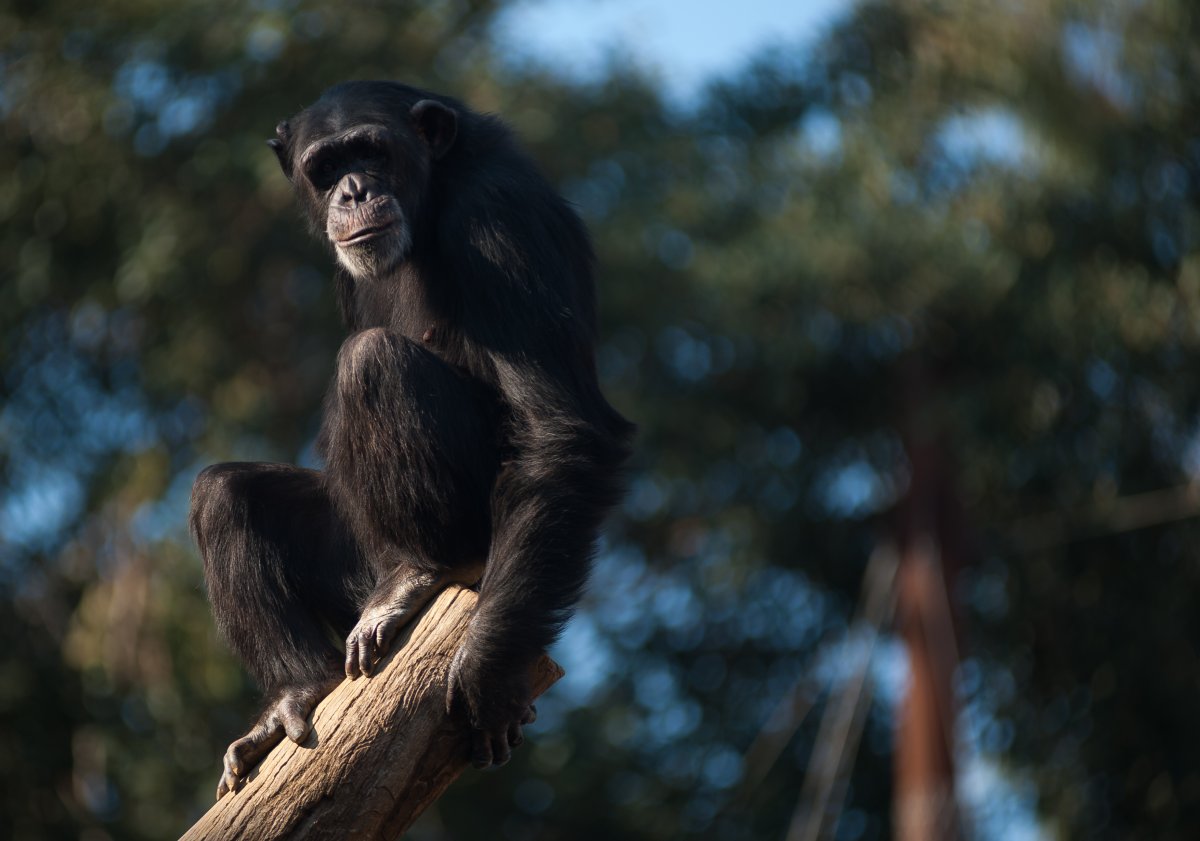 A chimpanzee is seen in a file photo. A group of chimps recently escaped from their enclosure at a zoo in Northern Ireland.