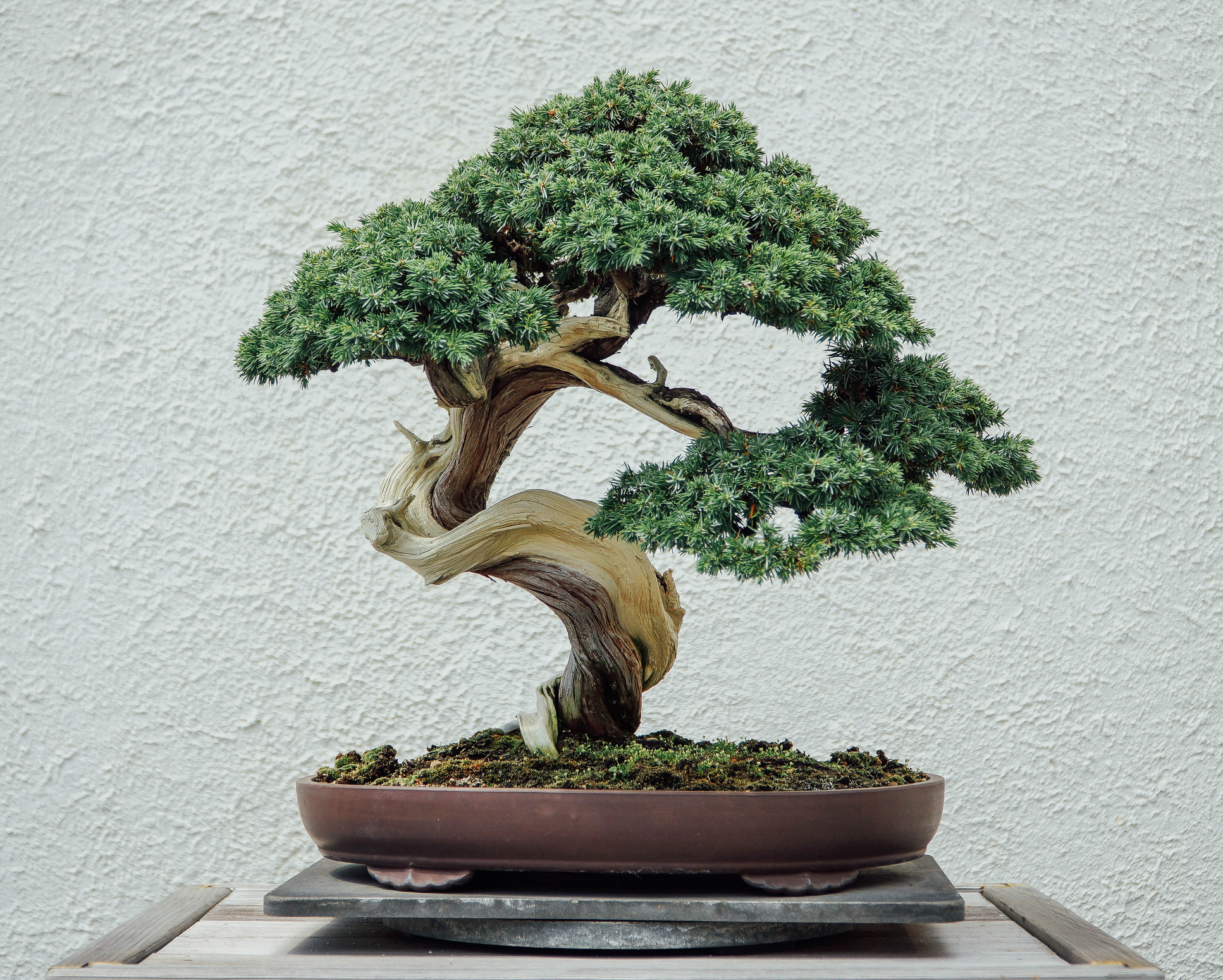 400-year-old bonsai tree worth $120K stolen, owners beg thieves to