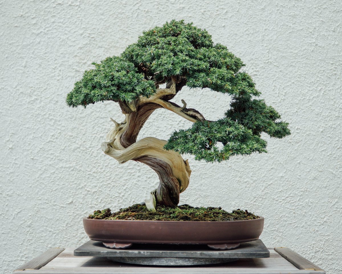 A bonsai tree pictured in this undated file photo.