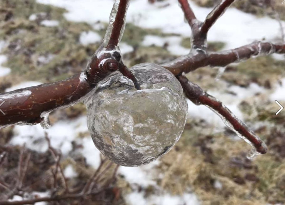 Andrew Sietsema was out pruning some trees in western Michigan on Wednesday when he spotted the so-called “ghost apples.”.