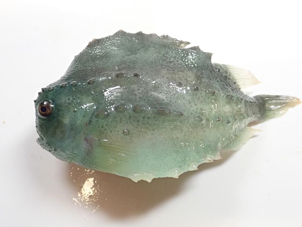 A lumpfish is shown in a handout photo.