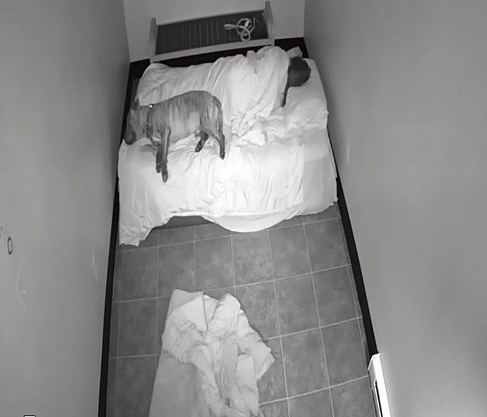 A loving animal shelter worker spent the night in the pound during a snowstorm to ensure the animals had the food and care they need.