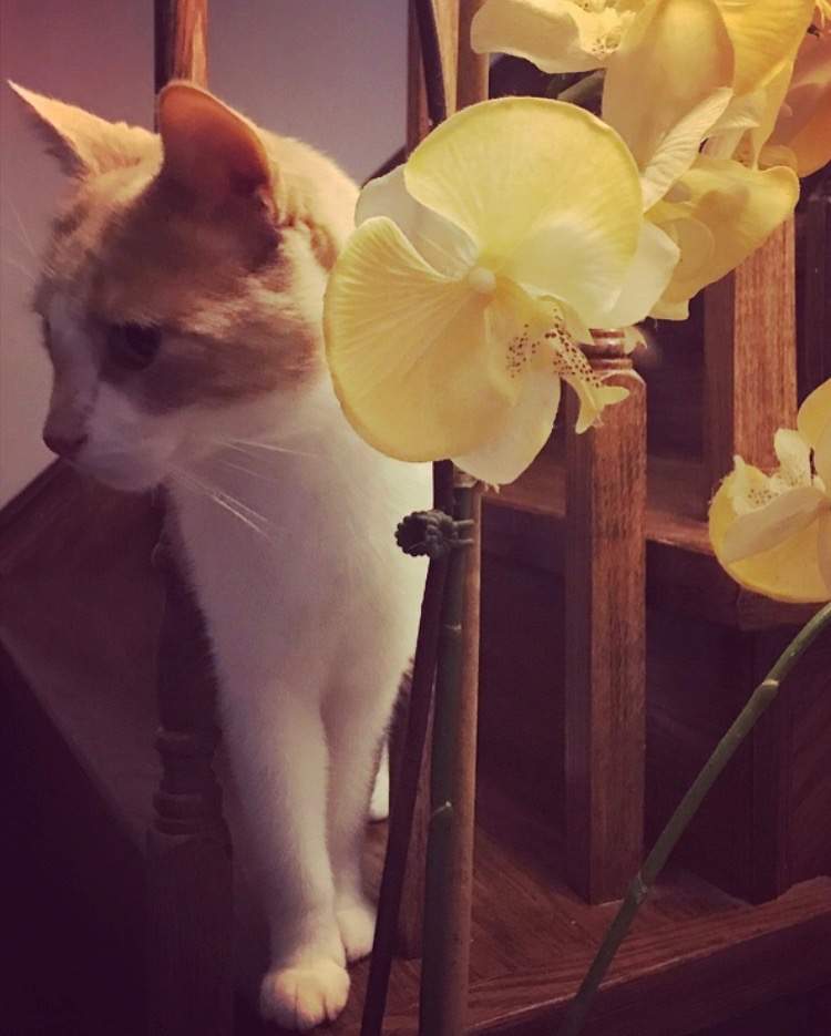 Amra writes: “This is my cat Mr. Chloe. He is the apple of my eye!Growing up in Colombo, Sri Lanka, I had many pets (nearly 20 cats, 4 dogs, some chicken and fish too) but when I moved to Canada, circumstances didn’t allow me to have any pets (my ex husband objected to it).After a painful divorce, I was looking for a furry little soul to love and take care of and that’s when Chloe came into my life. I consider Chloe’s soothing presence a blessing. He will always be my fur-ever love 😍”