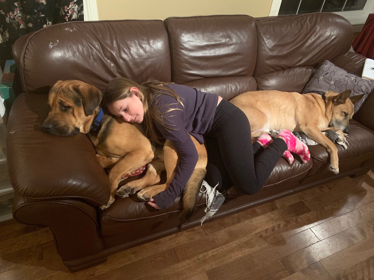 One of the dogs snuggles up on the couch with its new owner.