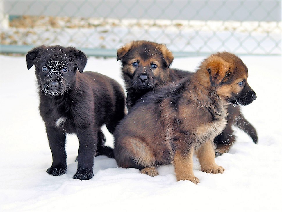 These three puppies are from the first litter to be born at the Police Dog Services Training Centre in 2019.