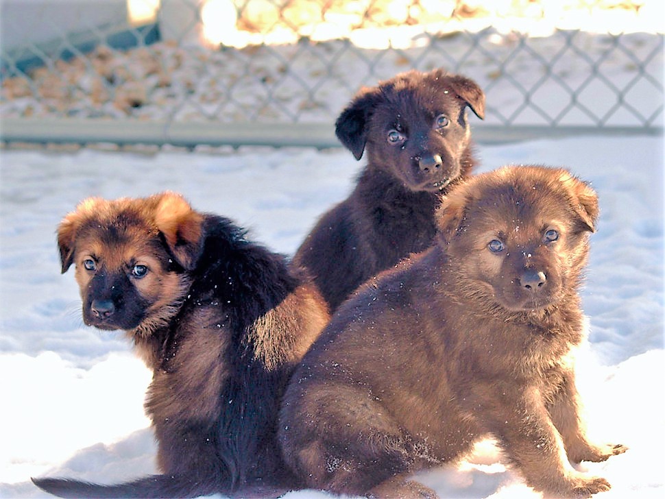 Can you help these puppies find names?