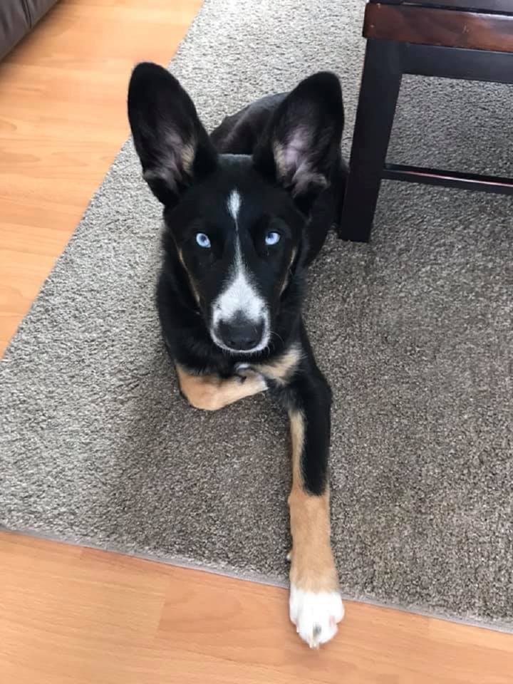 Lexi came on Adopt A Pal in hopes of finding a forever home.