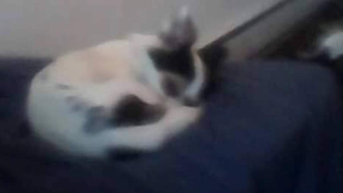 Global News/Facebook