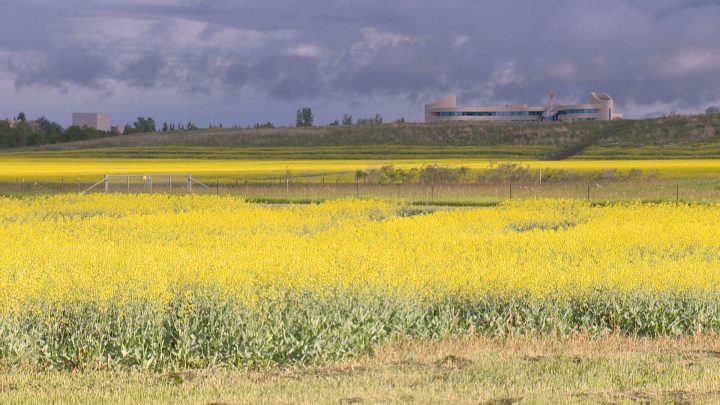 The insect has been named Contarinia brassicola – also known as the Canola Flower Midge.