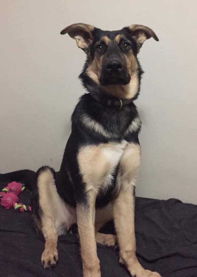 Nika is looking for her forever home.