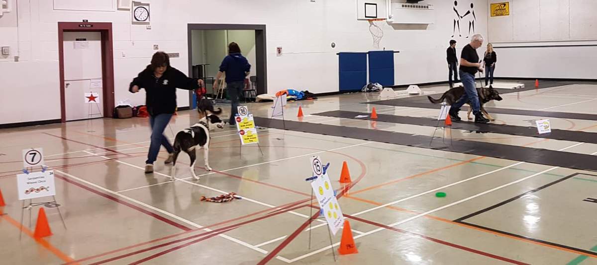 Dogs training at the Portage Kennel Club.