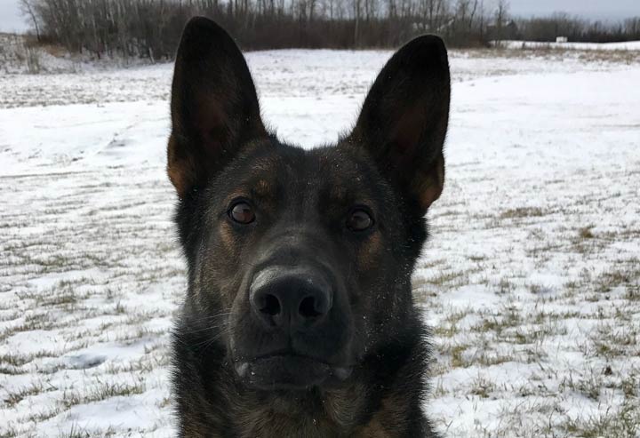 Prince Albert police dog Febee assisted officers in apprehending a 37-year-old man after a stolen van struck a patrol vehicle this long weekend.