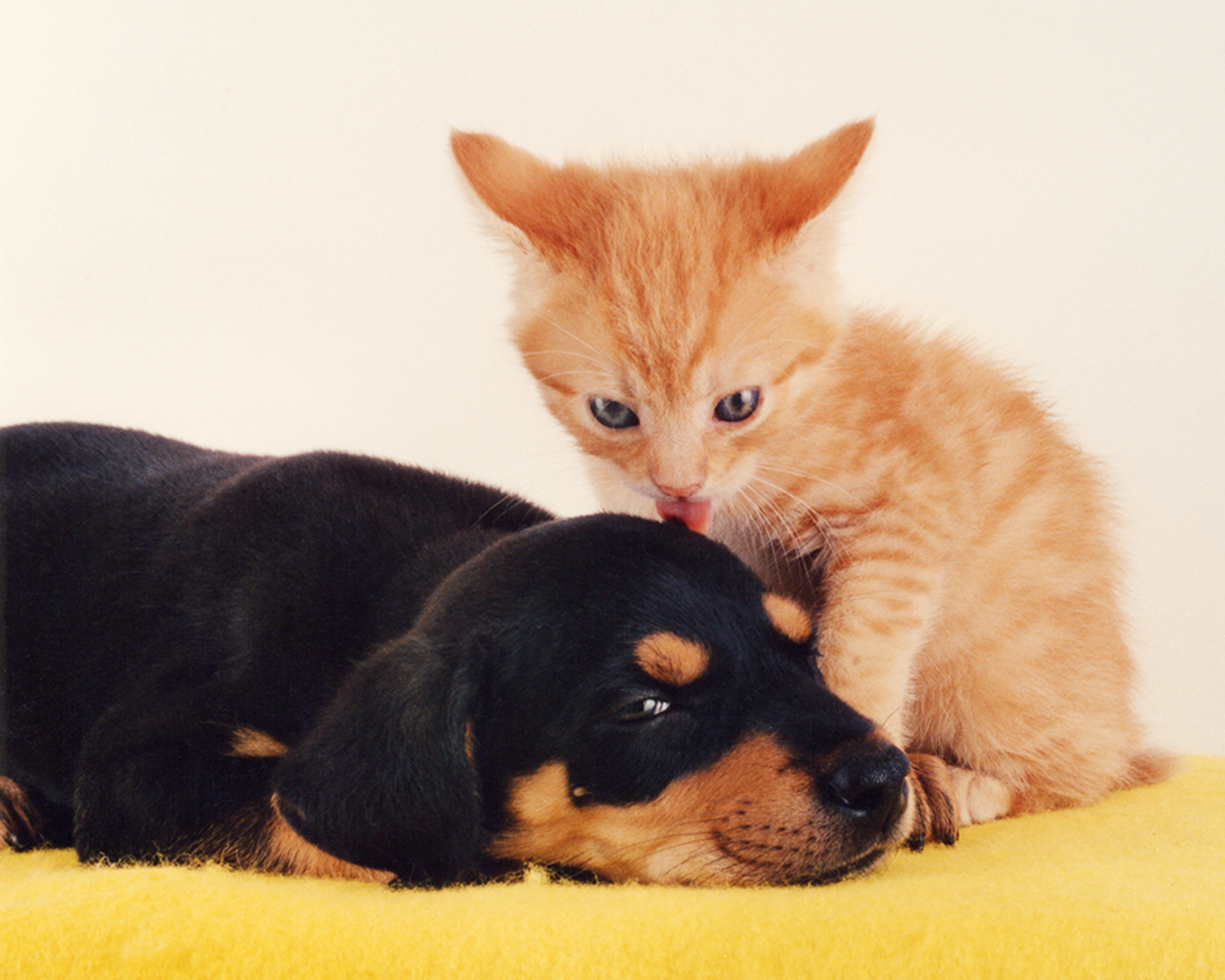 Можно кошечки собачки. Кошки и собаки. Милые котята и щенки. Щенок и котенок. Собака и кошка вместе.