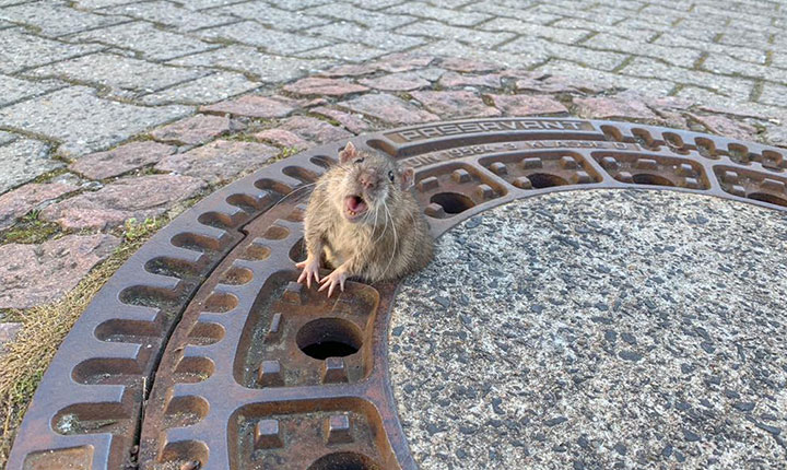 Roly-poly rat rescued after getting stuck in manhole cover - image