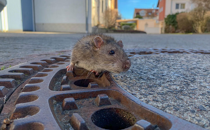 Vancouver deemed most rat-infested city in the province in Orkin report - image
