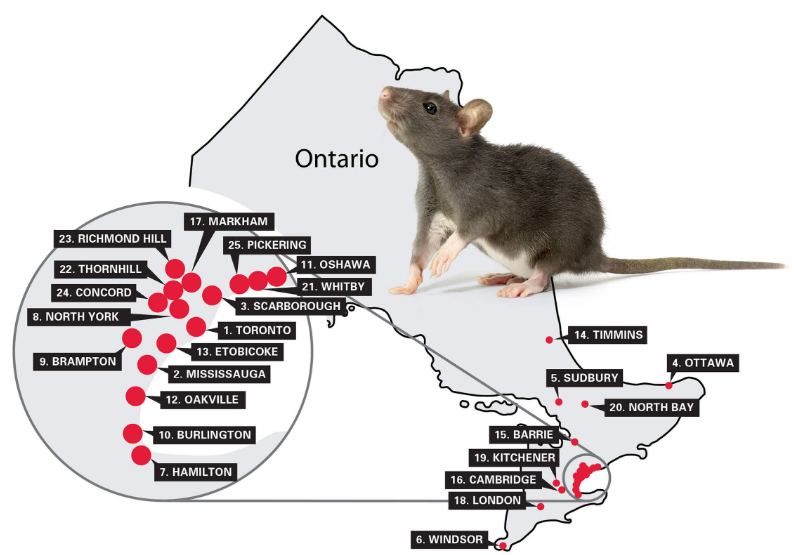 The third annual rattiest cities list has just been released by Orkin Canada and if the trend continues the burgeoning rat population is set to be an ongoing challenge this year.
