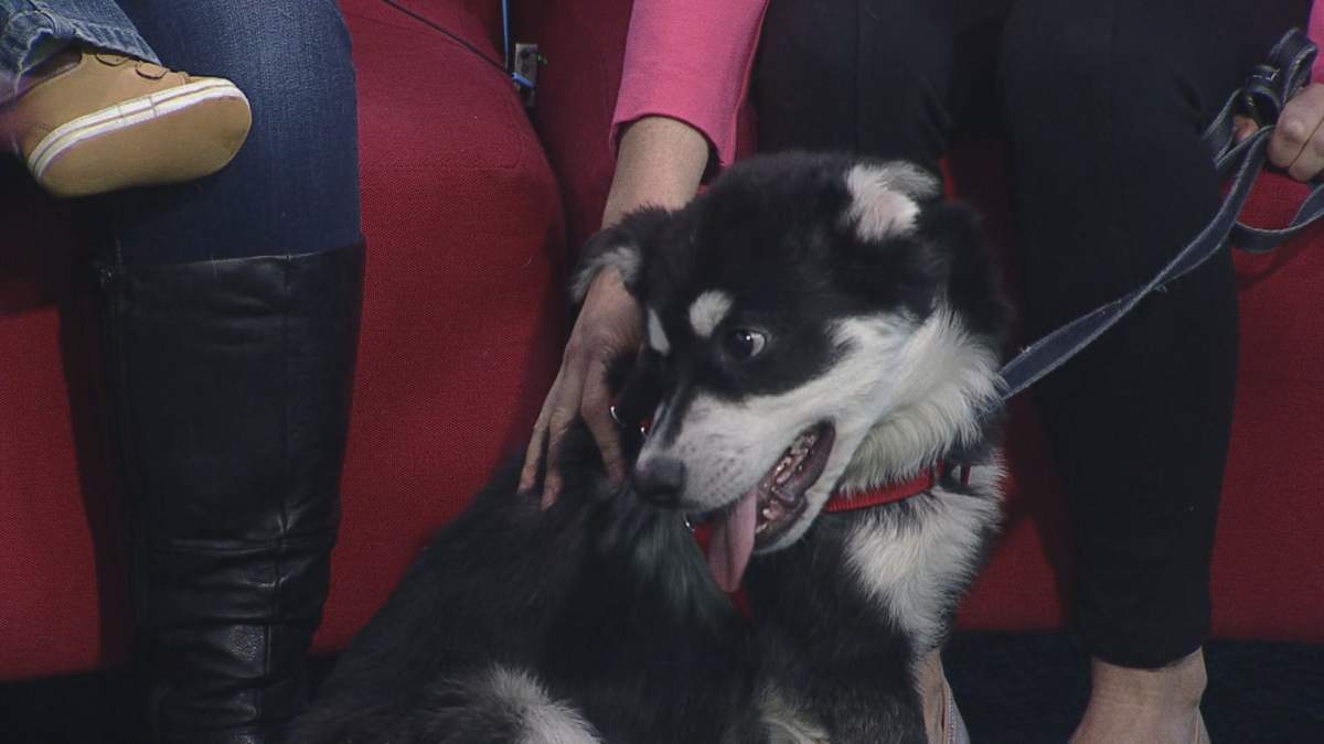 Reece was on Global News Morning for Adopt A Pal to Find his forever home.