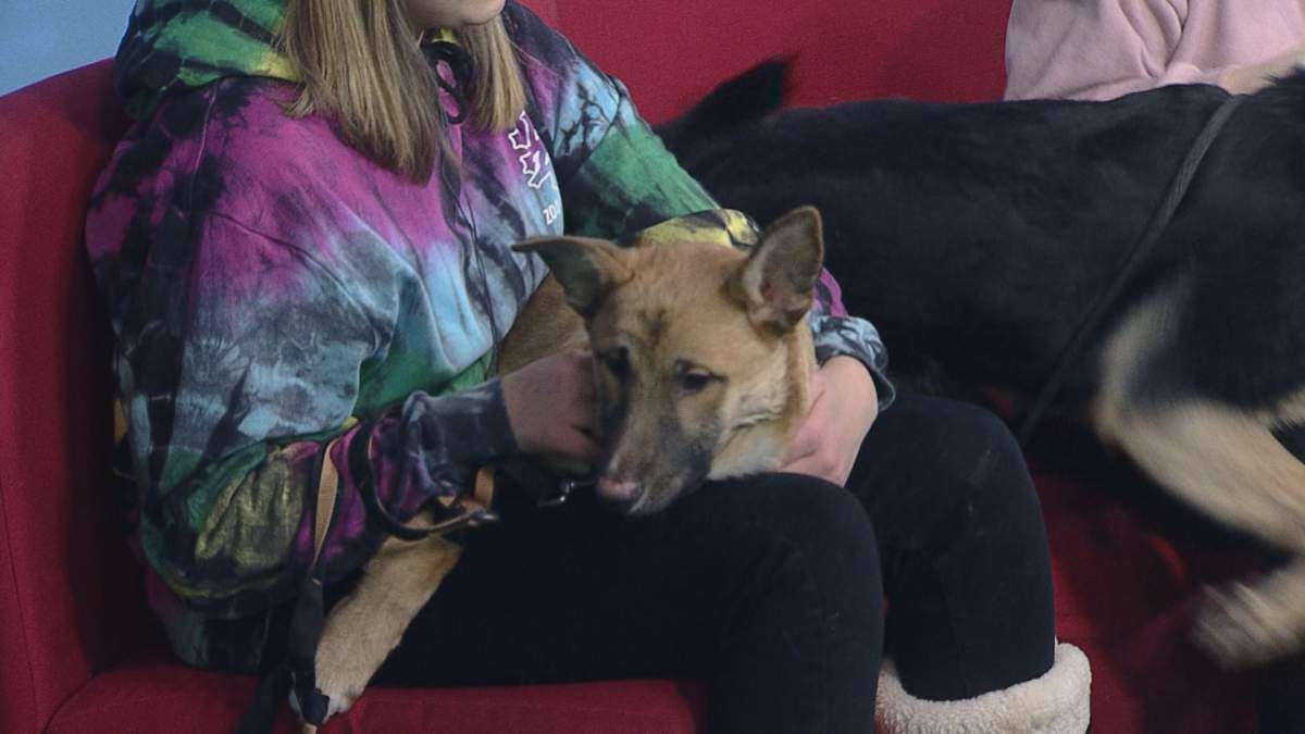 Rudolph joins takes a rest in between playtime on Global News Morning.