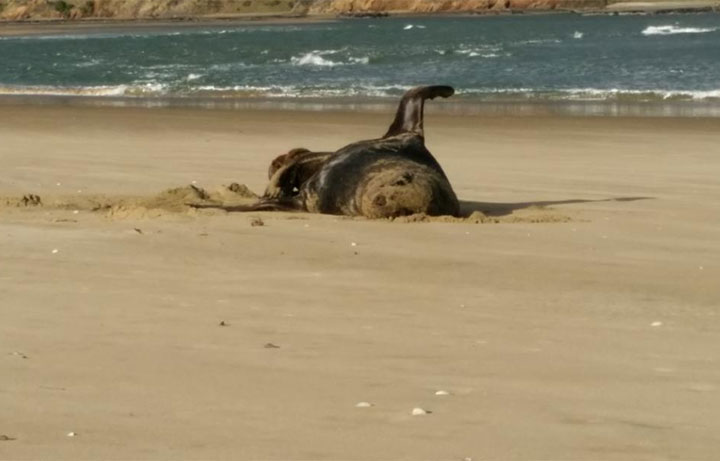 Scientists with the National Institute of Water and Atmospheric Research (NIWA) decided recently to thaw out some seal poo that was in a freezer for more than a year.