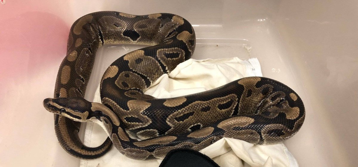 The Ball Head Python, pictured above,  is similar to the one reported stolen from a Port Hope residence on Aug. 22. 