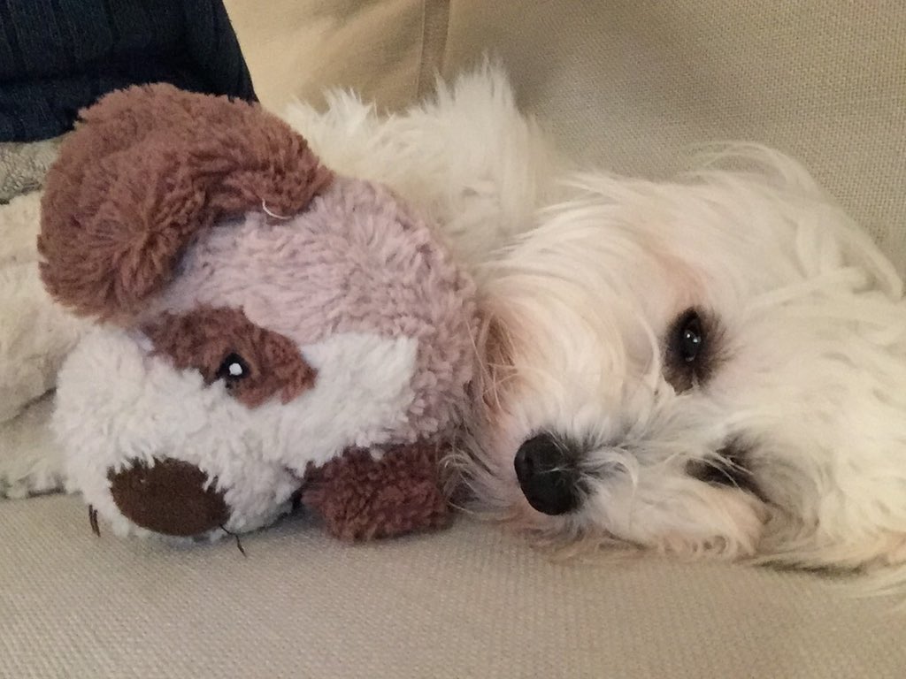 Someone smashed a car window to steal Luc the dog from his pet carrier near Main and 15th Avenue on Friday night. 