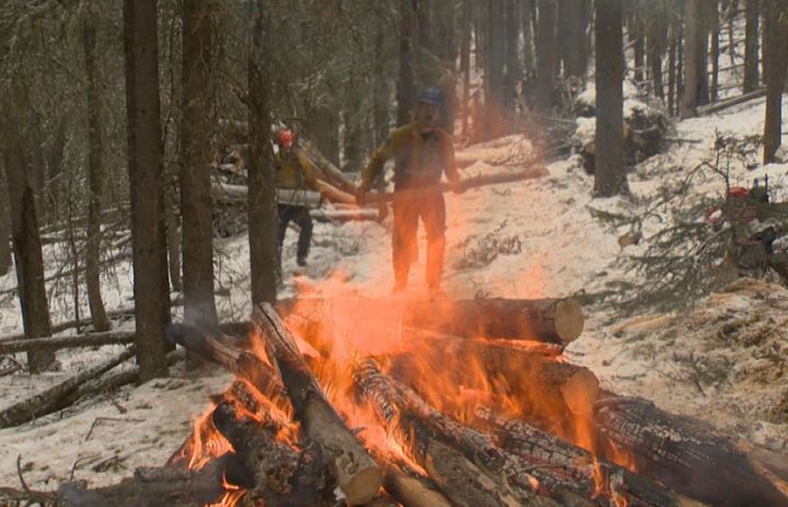 Crews cut and burn deadfall in a forest in the Banff townsite on Feb. 1, 2019.