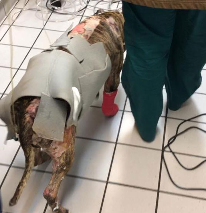 Richmond Animal Care and Control